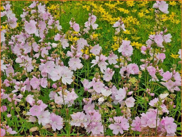 Sidalcea 'Little Princess' | Griekse malva, Prairiemalva, Malvakruid | Pr&auml;riemalve | Prairie Mallow