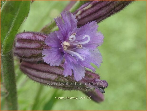 Silene delavayi | Lijmkruid | Lichtnelke | Catchflies