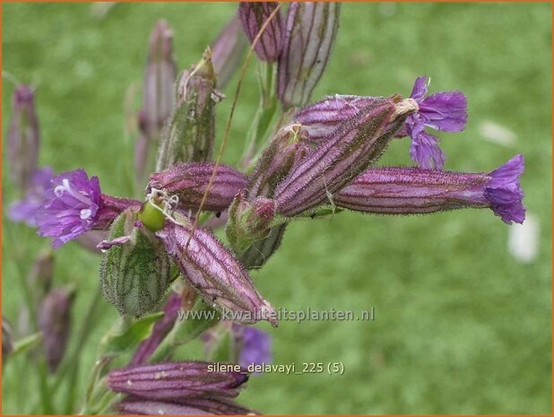 Silene delavayi | Lijmkruid | Lichtnelke | Catchflies