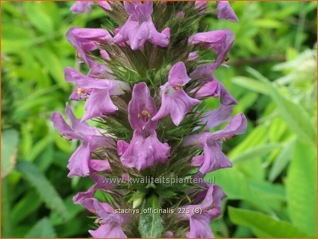 Stachys officinalis | Betonie, Koortskruid, Andoorn | Echter Ziest | Common Hedge Nettle