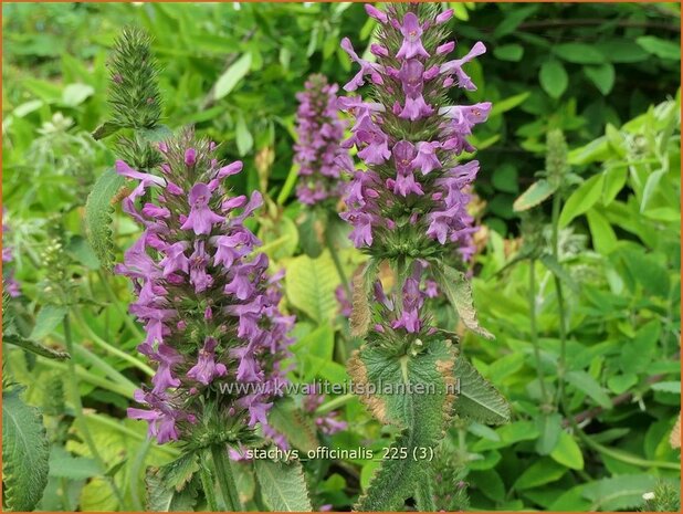 Stachys officinalis | Betonie, Koortskruid, Andoorn | Echter Ziest | Common Hedge Nettle