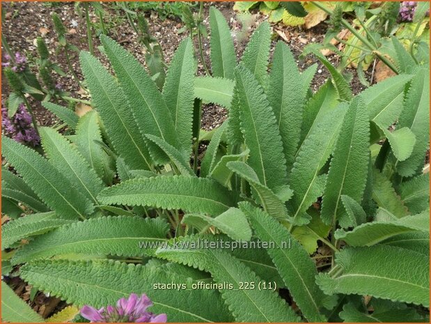 Stachys officinalis | Betonie, Koortskruid, Andoorn | Echter Ziest | Common Hedge Nettle