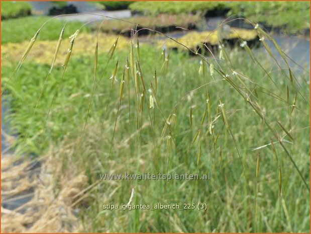 Stipa gigantea 'Alberich' | Reuzenvedergras, Straalhaver, Vedergras | Riesen-Federgras | Giant Oats