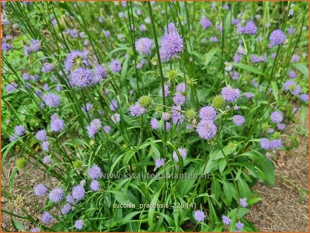 Succisa pratensis | Blauwe knoop | Gew&ouml;hnlicher Teufelsabbiss | Blue Ball