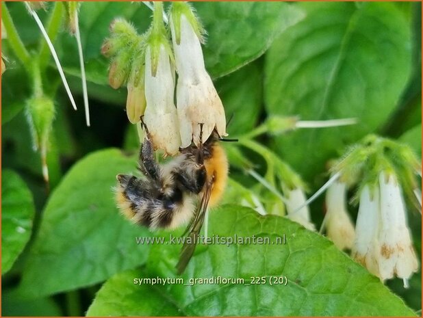 Symphytum grandiflorum | Kruipende smeerwortel, Smeerwortel | Kaukasus-Beinwell | Dwarf Comfrey
