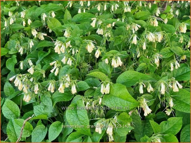 Symphytum grandiflorum | Kruipende smeerwortel, Smeerwortel | Kaukasus-Beinwell | Dwarf Comfrey