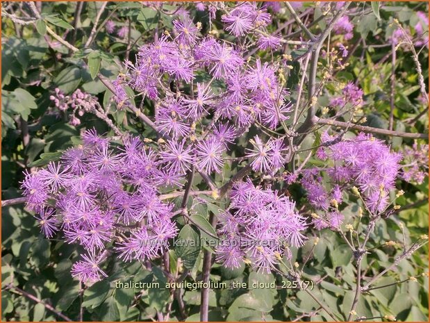 Thalictrum aquilegifolium 'The Cloud' | Akeleiruit, Akeleibladige ruit, Ruit | Akeleibl&auml;ttrige Wiesenraute | Columbi