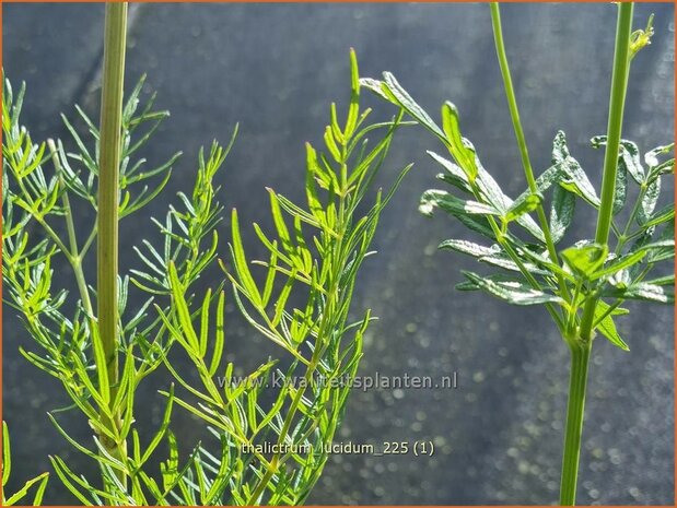 Thalictrum lucidum | Ruit | Gl&auml;nzende Wiesenraute | Meadow Rue