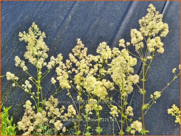 Thalictrum lucidum | Ruit | Gl&auml;nzende Wiesenraute | Meadow Rue