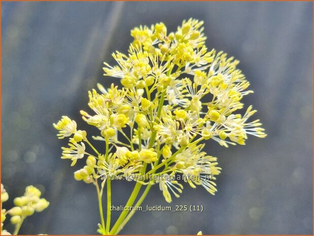 Thalictrum lucidum | Ruit | Gl&auml;nzende Wiesenraute | Meadow Rue