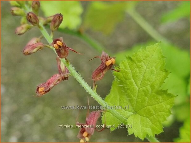 Tolmiea menziesii 'Cool Gold' | Kindje-op-moeders-schoot, Kinderplant | Henne mit K&uuml;ken | Pick-a-back-plant