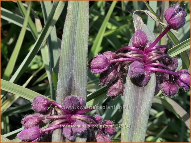 Tradescantia 'JS Brainstorm' | Eendagsbloem, Vaderplant | Dreimasterblume | Spiderwort