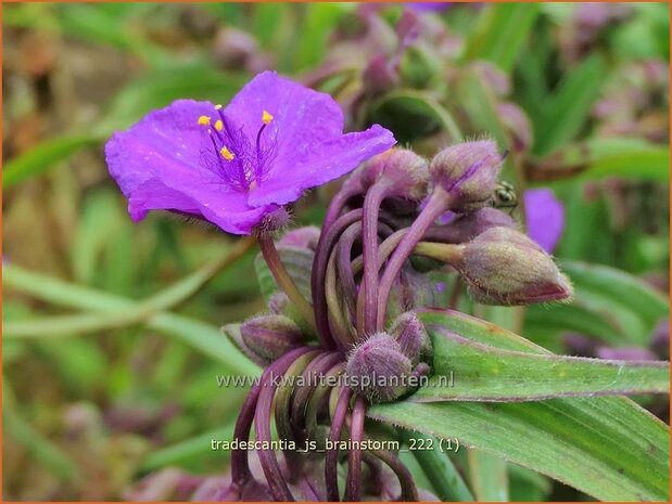 Tradescantia 'JS Brainstorm' | Eendagsbloem, Vaderplant | Dreimasterblume | Spiderwort