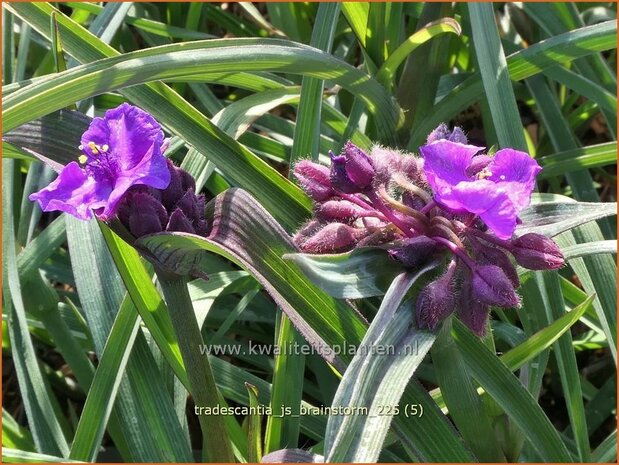 Tradescantia 'JS Brainstorm' | Eendagsbloem, Vaderplant | Dreimasterblume | Spiderwort