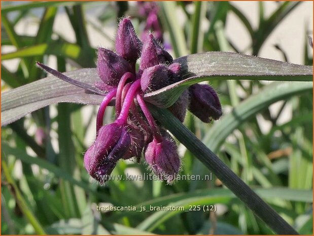 Tradescantia 'JS Brainstorm' | Eendagsbloem, Vaderplant | Dreimasterblume | Spiderwort