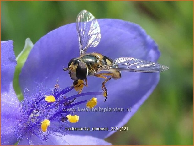 Tradescantia ohiensis | Matrozensla, Eendagsbloem, Vaderplant | Ohio-Dreimasterblume | Ohio spiderwort