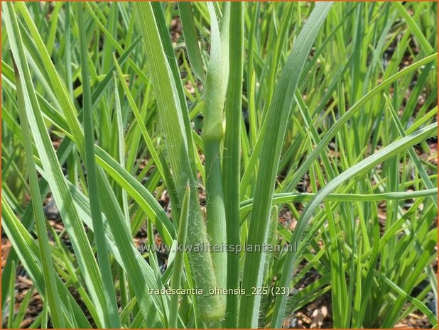 Tradescantia ohiensis | Matrozensla, Eendagsbloem, Vaderplant | Ohio-Dreimasterblume | Ohio spiderwort
