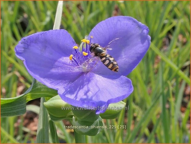 Tradescantia ohiensis | Matrozensla, Eendagsbloem, Vaderplant | Ohio-Dreimasterblume | Ohio spiderwort