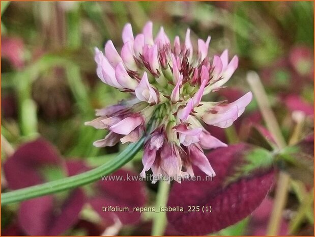 Trifolium repens 'Isabella' | Witte klaver, Schapenbloem, Klaver | Wei&szlig;klee | White Clover
