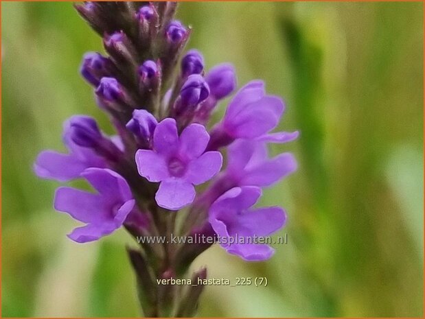 Verbena hastata | Blauwe verbena, IJzerhard | Spie&szlig;f&ouml;rmiges Eisenkraut | Blue Vervain