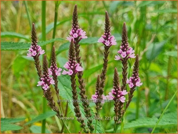 Verbena hastata 'Rosea' | Blauwe verbena, IJzerhard | Spie&szlig;f&ouml;rmiges Eisenkraut | Blue Vervain