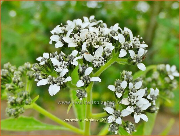 Verbesina virginica | Verbesine | Frostweed