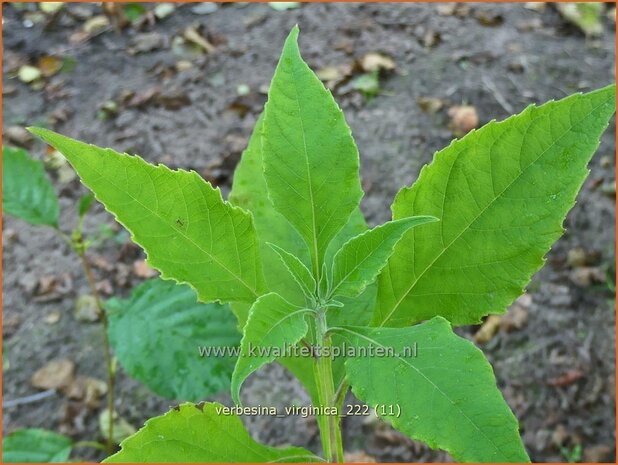 Verbesina virginica | Verbesine | Frostweed