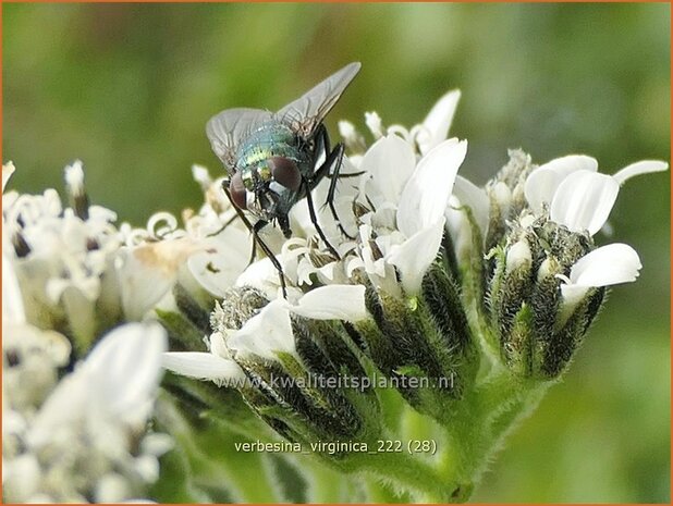 Verbesina virginica | Verbesine | Frostweed