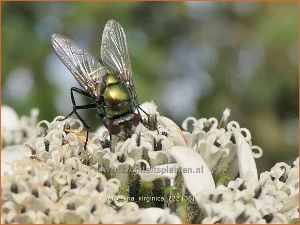 Verbesina virginica | Verbesine | Frostweed