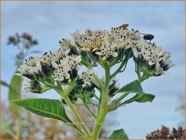 Verbesina virginica | Verbesine | Frostweed