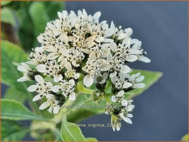 Verbesina virginica | Verbesine | Frostweed