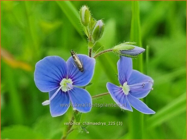 Veronica chamaedrys | Gewone ereprijs, Gamander-ereprijs, Ereprijs | Gamander-Ehrenpreis | Germander Speedwell