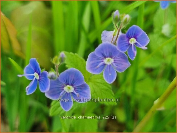 Veronica chamaedrys | Gewone ereprijs, Gamander-ereprijs, Ereprijs | Gamander-Ehrenpreis | Germander Speedwell
