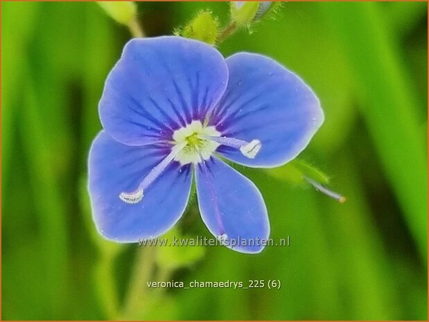 Veronica chamaedrys | Gewone ereprijs, Gamander-ereprijs, Ereprijs | Gamander-Ehrenpreis | Germander Speedwell