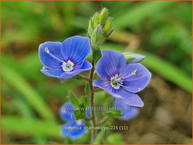 Veronica chamaedrys | Gewone ereprijs, Gamander-ereprijs, Ereprijs | Gamander-Ehrenpreis | Germander Speedwell