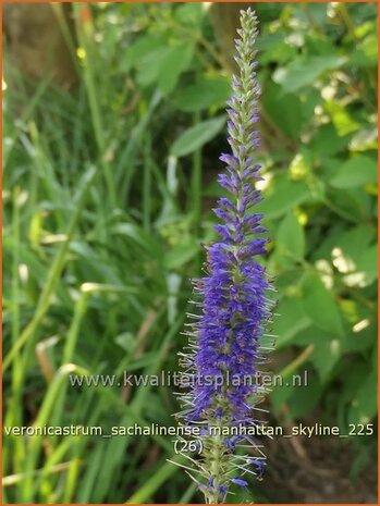 Veronicastrum sachalinense 'Manhattan Skyline' | Virginische ereprijs | Virginischer Ehrenpreis | Culver's