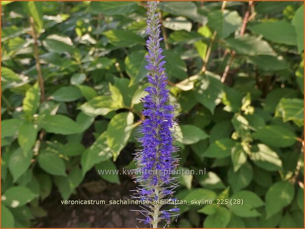 Veronicastrum sachalinense 'Manhattan Skyline' | Virginische ereprijs | Virginischer Ehrenpreis | Culver's