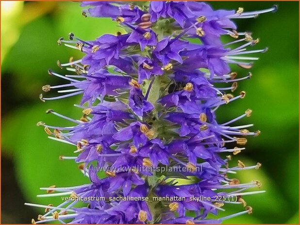 Veronicastrum sachalinense 'Manhattan Skyline' | Virginische ereprijs | Virginischer Ehrenpreis | Culver's