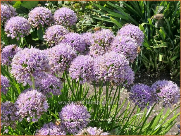 Allium senescens 'Silver Spreader' | Sierui, Look | Berg-Lauch | Mountain Garlic