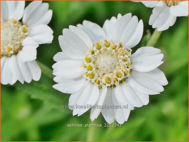 Achillea ptarmica | Wilde bertram, Bertram, Duizendblad | Bertram | Sneezeweed