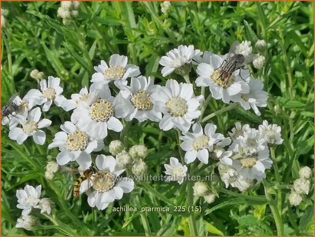 Achillea ptarmica | Wilde bertram, Bertram, Duizendblad | Bertram | Sneezeweed