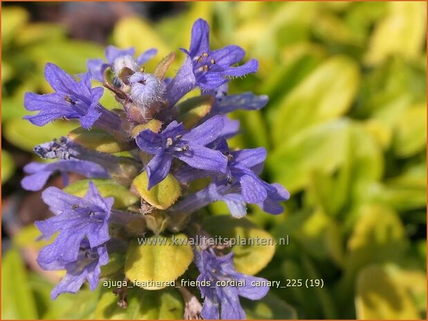 Ajuga 'Feathered Friends Fancy Finch' | Kruipend zenegroen, Zenegroen | Kriechender G&uuml;nsel | Carpenter 