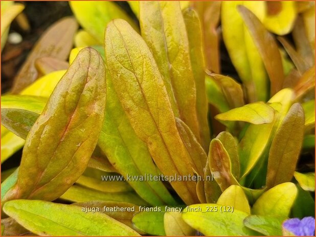 Ajuga 'Feathered Friends Fancy Finch' | Kruipend zenegroen, Zenegroen | Kriechender G&uuml;nsel | Carpenter 