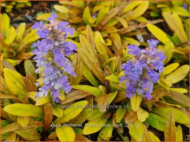 Ajuga 'Feathered Friends Fancy Finch' | Kruipend zenegroen, Zenegroen | Kriechender G&uuml;nsel | Carpenter 