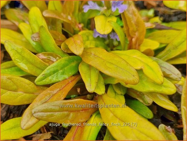 Ajuga 'Feathered Friends Fancy Finch' | Kruipend zenegroen, Zenegroen | Kriechender G&uuml;nsel | Carpenter 