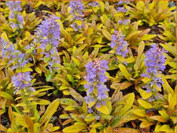 Ajuga 'Feathered Friends Fancy Finch' | Kruipend zenegroen, Zenegroen | Kriechender G&uuml;nsel | Carpenter 