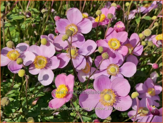 Anemone hupehensis 'Emmy Bicolour' | Herfstanemoon, Japanse anemoon, Anemoon | Herbstanemone | Japanese Anemone
