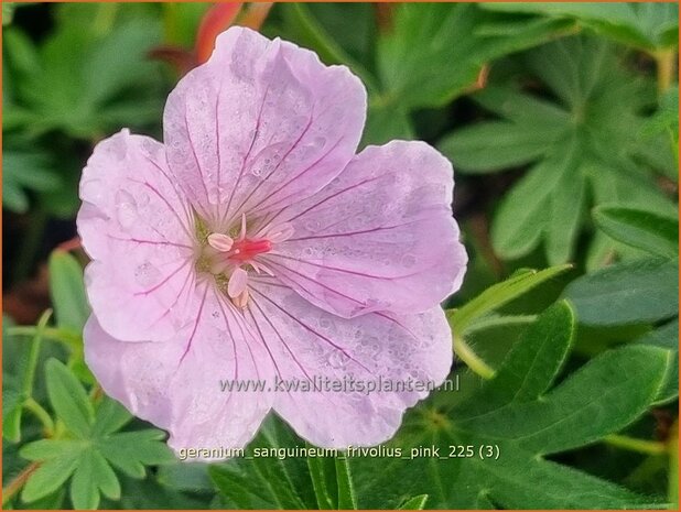 Geranium sanguineum 'Frivolius Pink' | Bloedooievaarsbek, Bloedrode ooievaarsbek, Ooievaarsbek, Tuingeranium, Ger