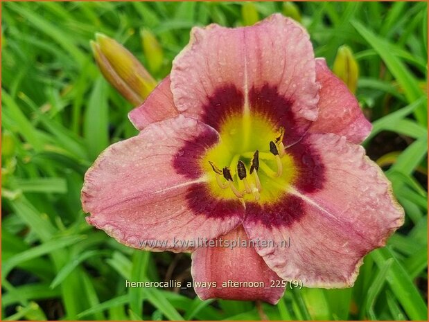 Hemerocallis 'Always Afternoon' | Daglelie | Taglilie | Day Lily