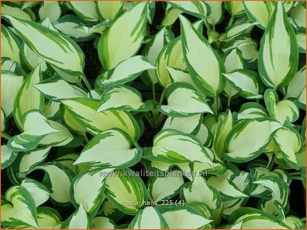 Hosta 'Hans'